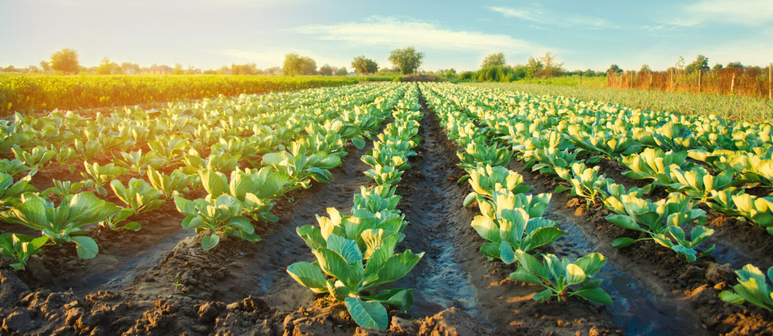 Cabbage growing in rows AdobeStock 231566167